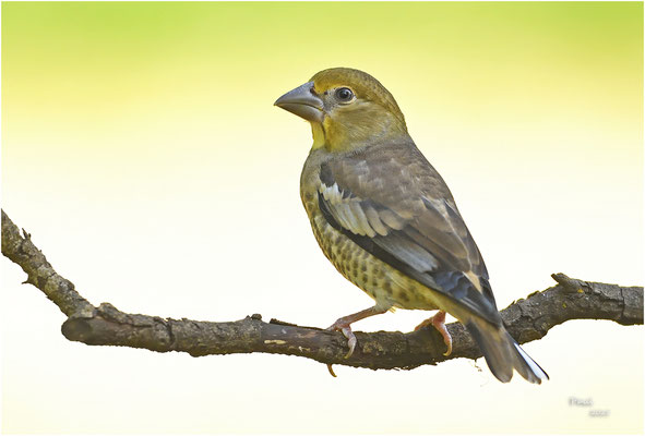 appelvink
