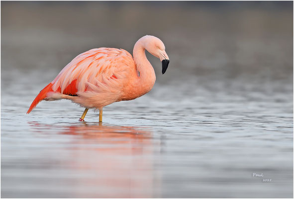 flamingo
