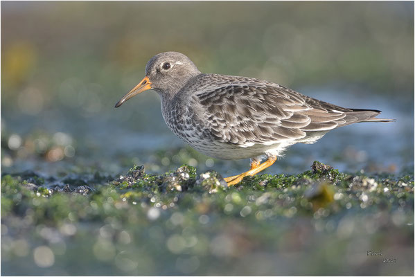 paarse strandloper