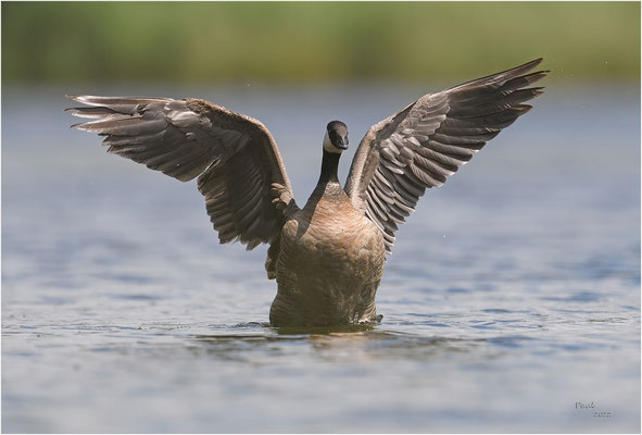 kleine  canadese gans