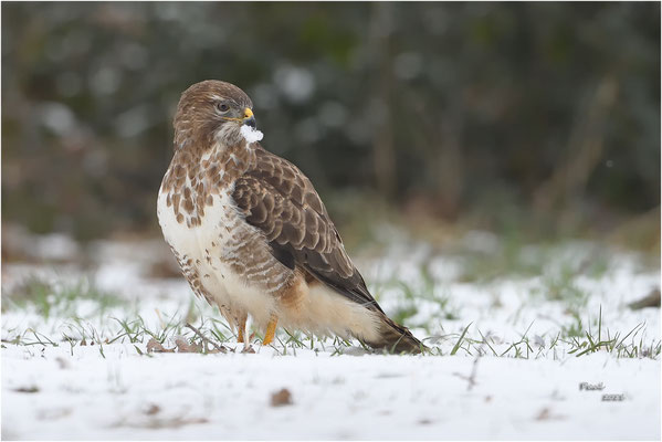 buizerd