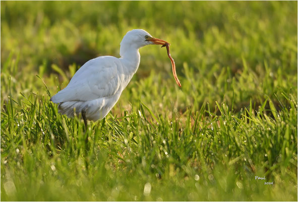 koereiger