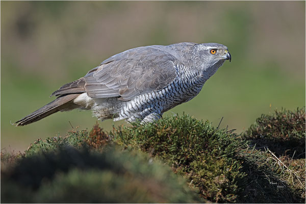 havik