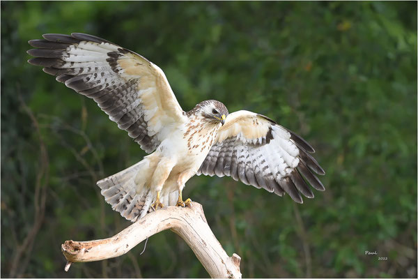 buizerd