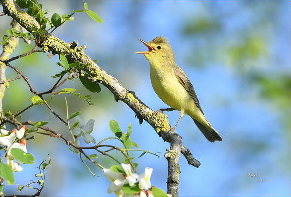 spotvogel