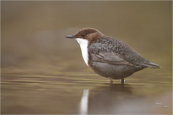zwartbuikwaterspreeuw
