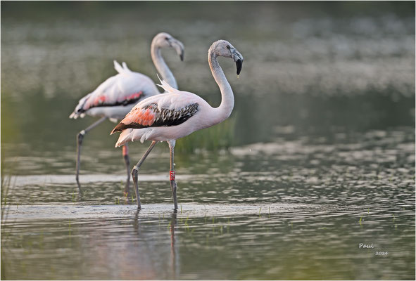 chileense flamingo