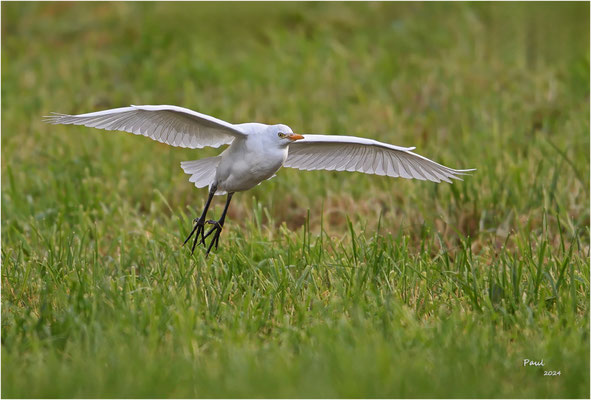 koereiger
