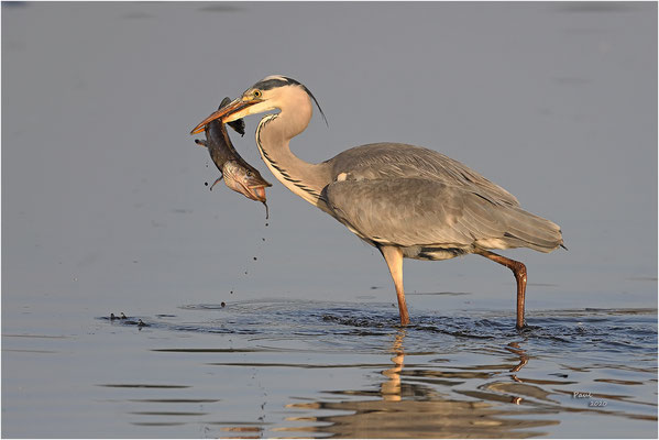 blauwe reiger