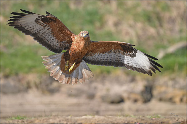 arendbuizerd
