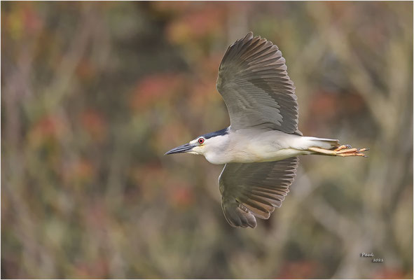 kwak
