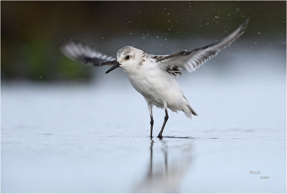 drieteenstrandloper