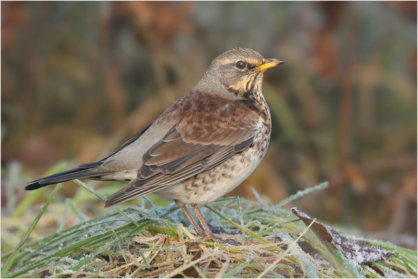 kramsvogel