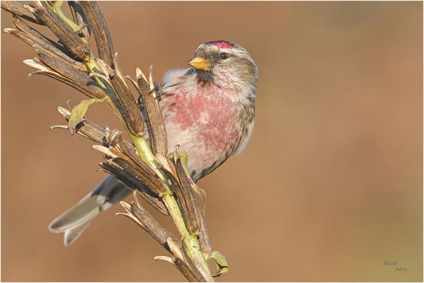 barmsijs