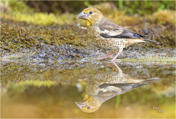 appelvink