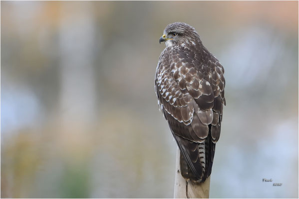 buizerd