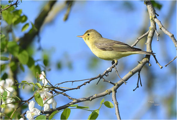 spotvogel