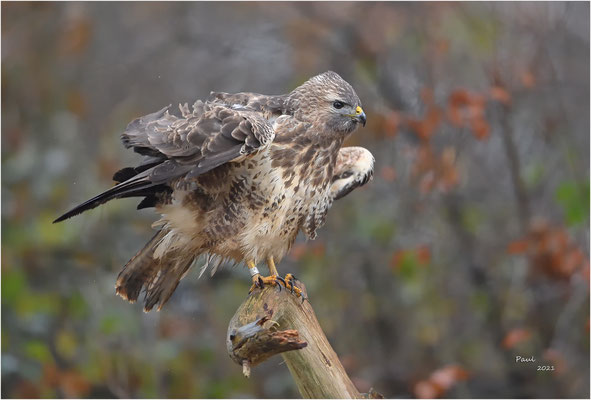 buizerd