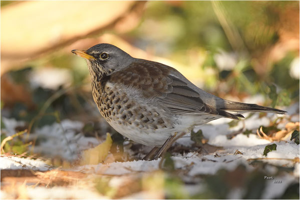 kramsvogel