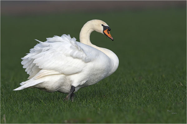 zwaan
