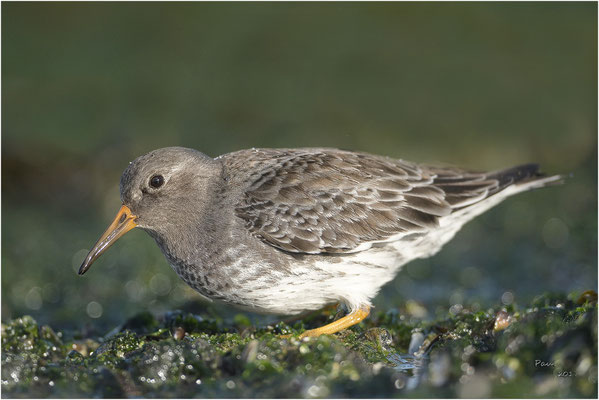 paarse strandloper