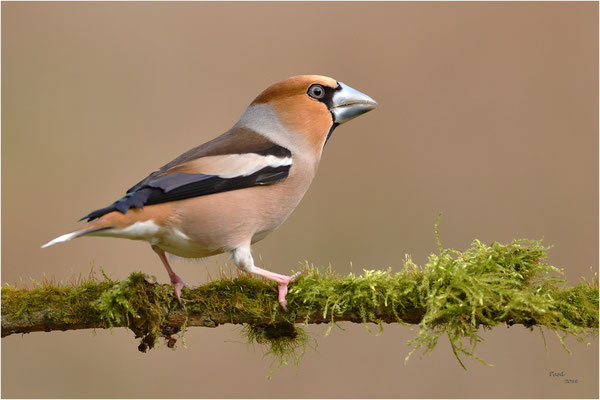 appelvink