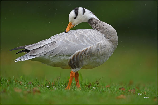 indische gans