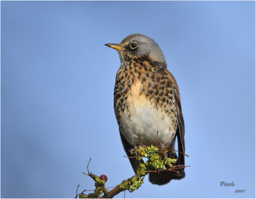 Kramsvogel