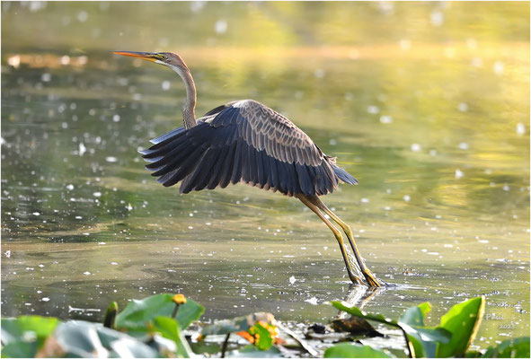 purperreiger