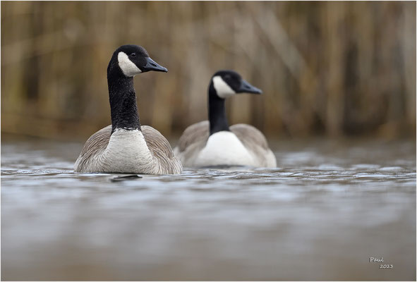 canada gans