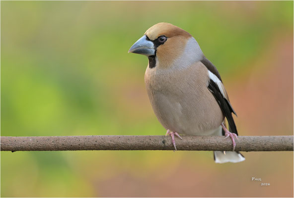 appelvink