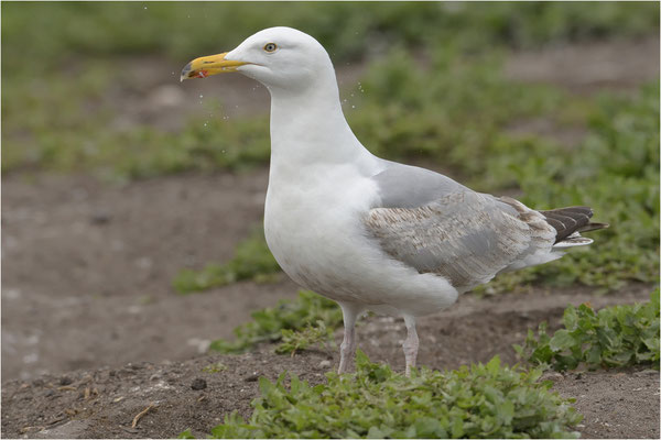 zilvermeeuw