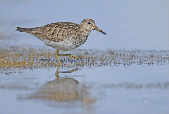 gestreepte strandloper