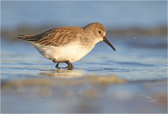 bonte strandloper