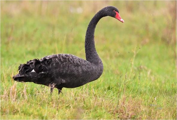 zwarte zwaan