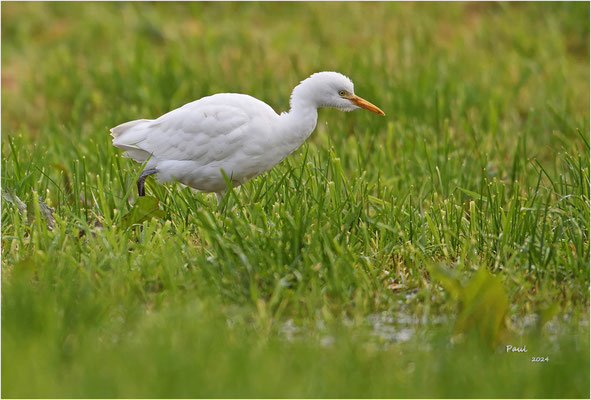 koereiger