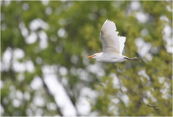 koereiger