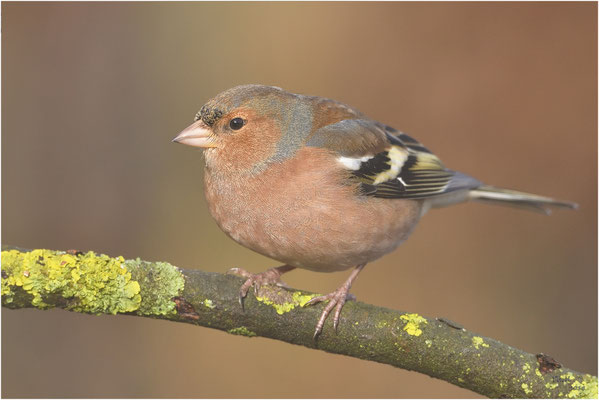 vink