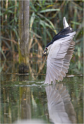 kwak