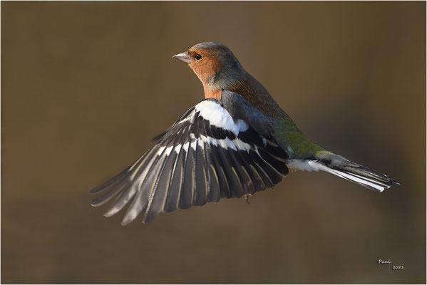 vink