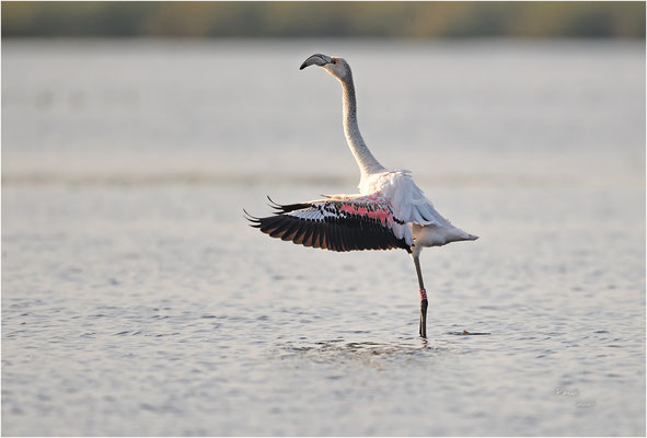 chileense flamingo