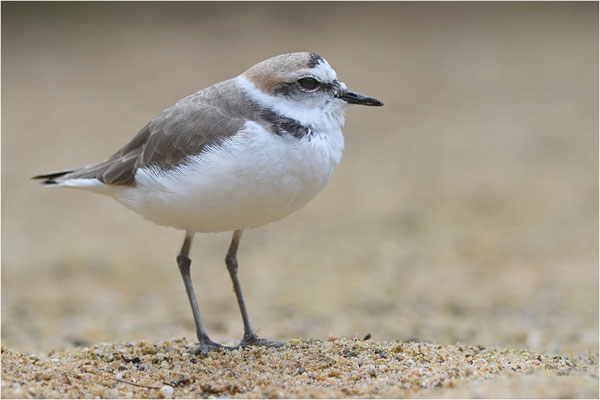 strandplevier