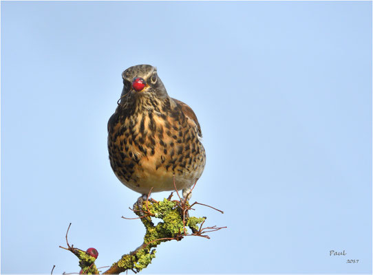 kramsvogel