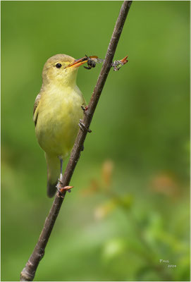 spotvogel
