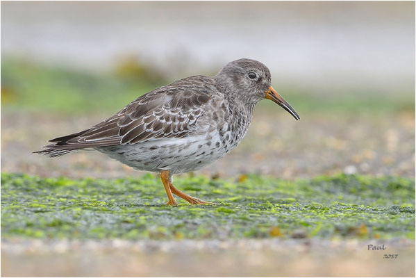 paarse strandloper