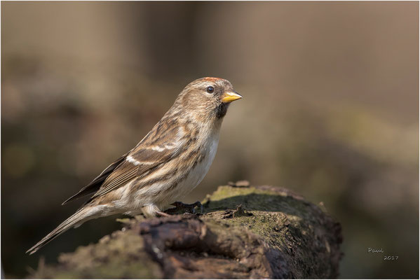 barmsijs