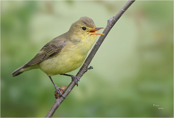 spotvogel