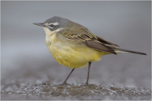  gele kwikstaart