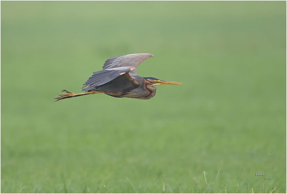 purperreiger