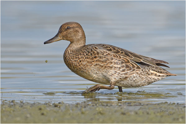 wintertaling